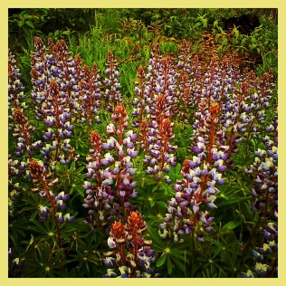 lupine, scuppernong springs