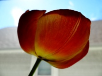 tulip in window