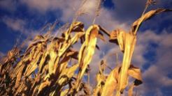 fall cornfields, 2013
