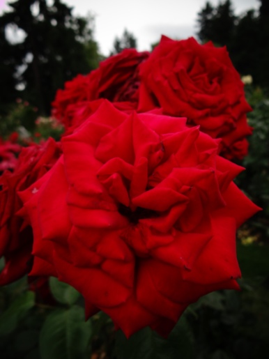 portland roses