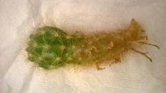 one of the new cacti