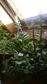 winter succulents in skylight